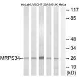 Western Blot - Anti-MRPS34 Antibody (C16662) - Antibodies.com