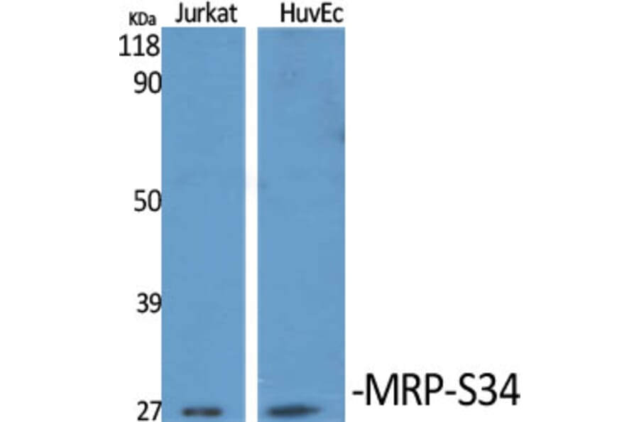 Western Blot - Anti-MRPS34 Antibody (C16662) - Antibodies.com