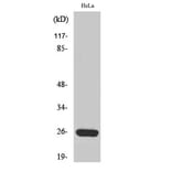 Western Blot - Anti-MRPS34 Antibody (C16662) - Antibodies.com