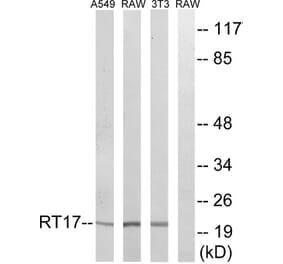 Western Blot - Anti-MRPS17 Antibody (C14036) - Antibodies.com