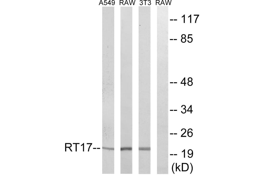 Western Blot - Anti-MRPS17 Antibody (C14036) - Antibodies.com