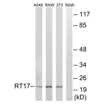 Western Blot - Anti-MRPS17 Antibody (C14036) - Antibodies.com