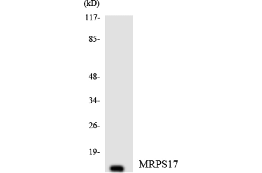 Western Blot - Anti-MRPS17 Antibody (R12-3050) - Antibodies.com