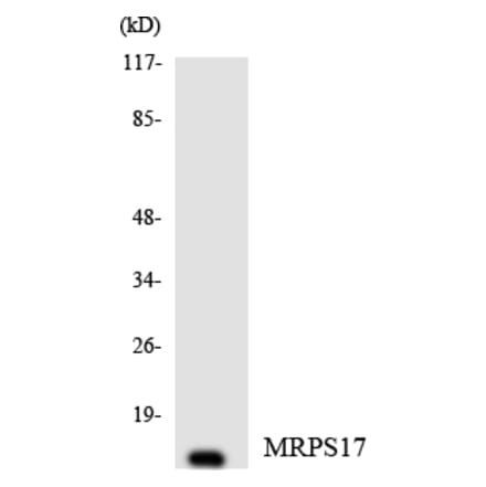 Western Blot - Anti-MRPS17 Antibody (R12-3050) - Antibodies.com