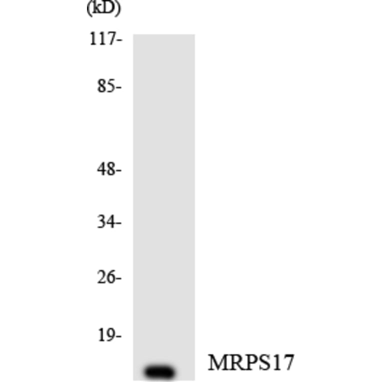 Western Blot - Anti-MRPS17 Antibody (R12-3050) - Antibodies.com