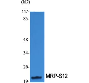 Western Blot - Anti-MRPS12 Antibody (C14033) - Antibodies.com