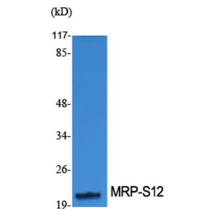 Western Blot - Anti-MRPS12 Antibody (C14033) - Antibodies.com