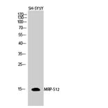 Western Blot - Anti-MRPS12 Antibody (C14033) - Antibodies.com