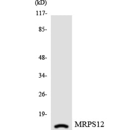 Western Blot - Anti-MRPS12 Antibody (R12-3048) - Antibodies.com