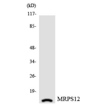 Western Blot - Anti-MRPS12 Antibody (R12-3048) - Antibodies.com