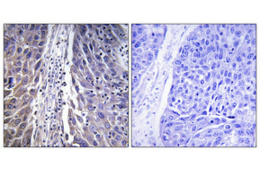 Immunohistochemistry - Anti-MRPL15 Antibody (C14059) - Antibodies.com