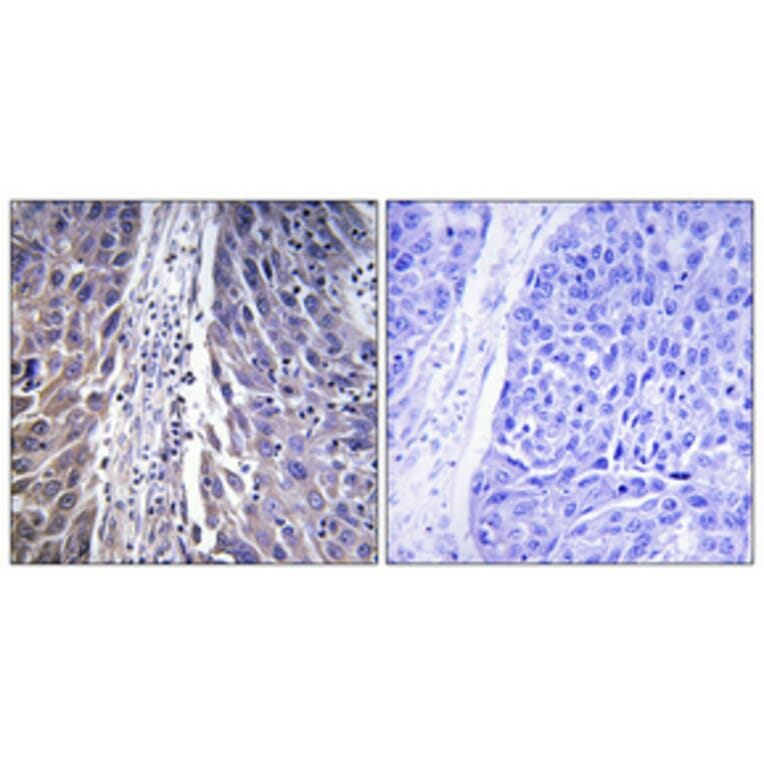 Immunohistochemistry - Anti-MRPL15 Antibody (C14059) - Antibodies.com