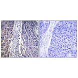Immunohistochemistry - Anti-MRPL15 Antibody (C14059) - Antibodies.com