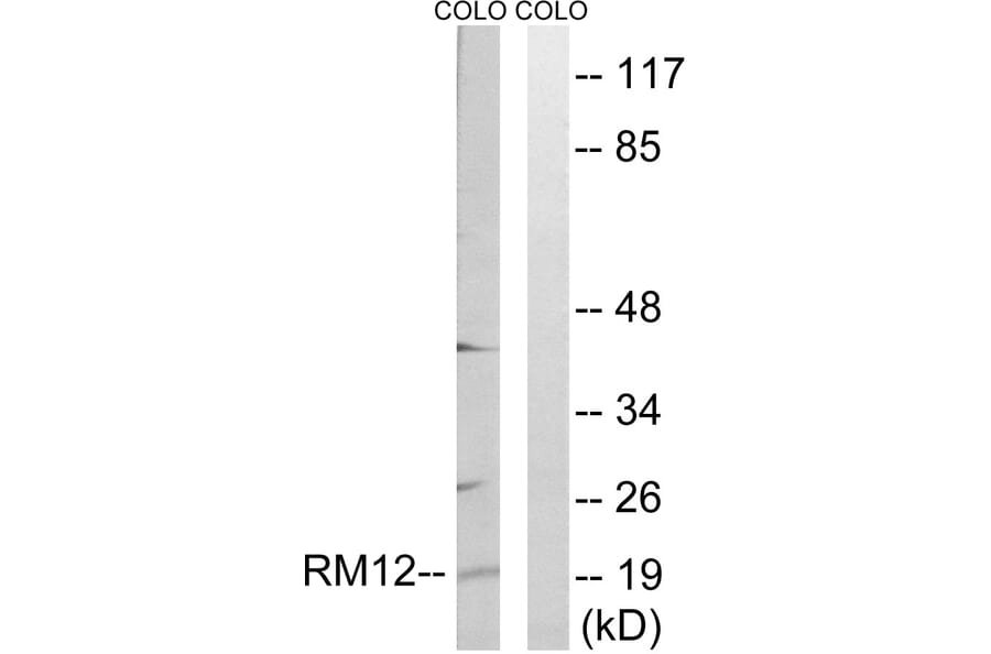 Western Blot - Anti-MRPL12 Antibody (C14056) - Antibodies.com