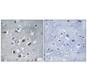 Immunohistochemistry - Anti-MARCH4 Antibody (C15549) - Antibodies.com