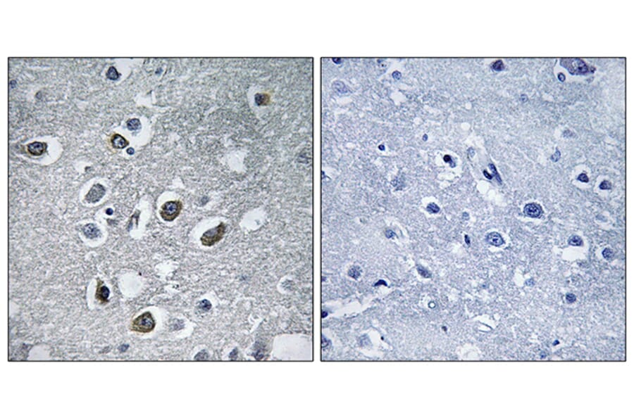 Immunohistochemistry - Anti-MARCH4 Antibody (C15549) - Antibodies.com