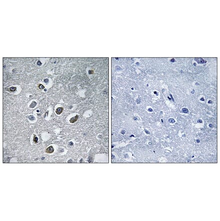 Immunohistochemistry - Anti-MARCH4 Antibody (C15549) - Antibodies.com