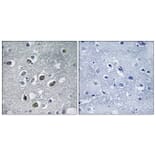 Immunohistochemistry - Anti-MARCH4 Antibody (C15549) - Antibodies.com