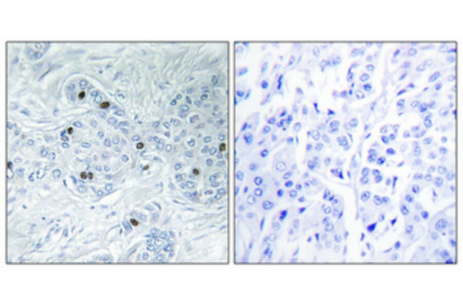 Immunohistochemistry - Anti-MAP4K6 Antibody (C11342) - Antibodies.com