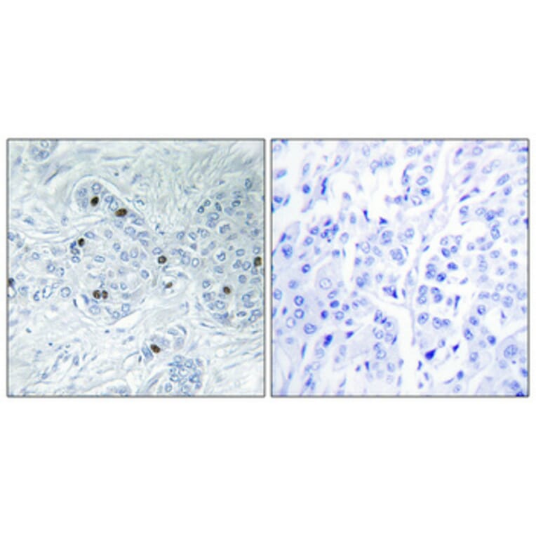 Immunohistochemistry - Anti-MAP4K6 Antibody (C11342) - Antibodies.com