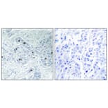 Immunohistochemistry - Anti-MAP4K6 Antibody (C11342) - Antibodies.com