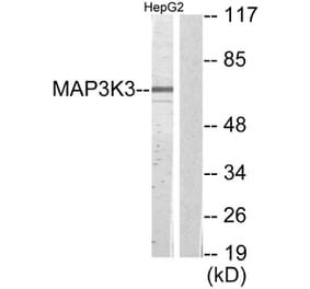 Western Blot - Anti-MAP3K3 Antibody (C11574) - Antibodies.com