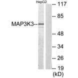 Western Blot - Anti-MAP3K3 Antibody (C11574) - Antibodies.com