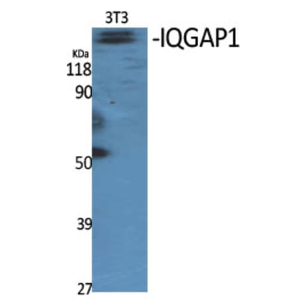 Western Blot - Anti-IQGAP1 Antibody (C18194) - Antibodies.com