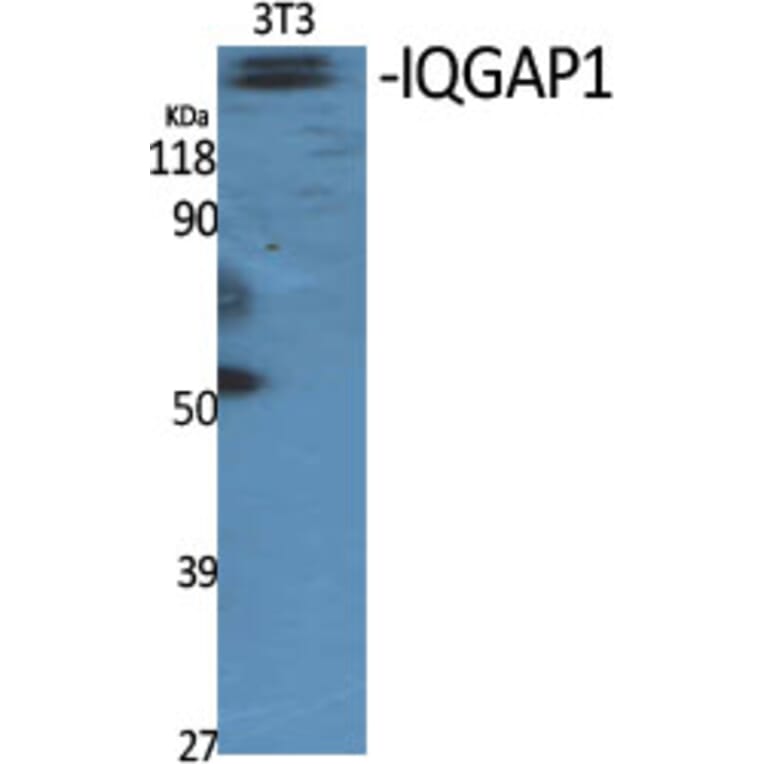 Western Blot - Anti-IQGAP1 Antibody (C18194) - Antibodies.com