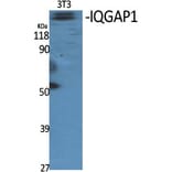 Western Blot - Anti-IQGAP1 Antibody (C18194) - Antibodies.com