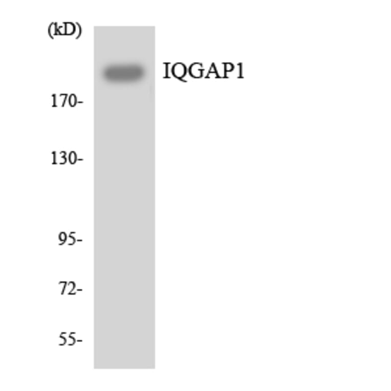 Western Blot - Anti-IQGAP1 Antibody (R12-2930) - Antibodies.com