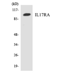 Western Blot - Anti-IL17RA Antibody (R12-2919) - Antibodies.com