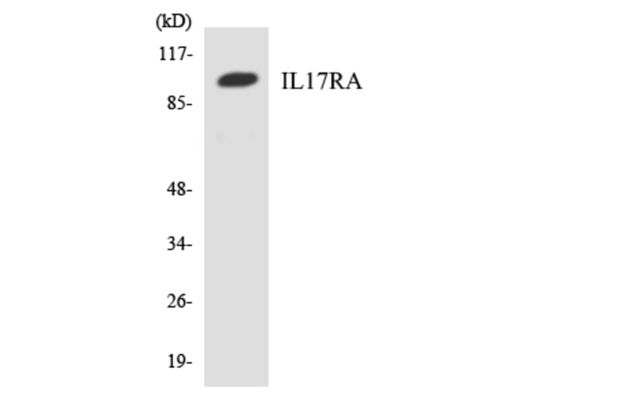 Western Blot - Anti-IL17RA Antibody (R12-2919) - Antibodies.com