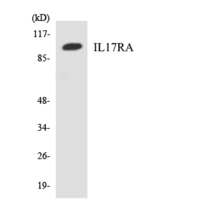 Western Blot - Anti-IL17RA Antibody (R12-2919) - Antibodies.com