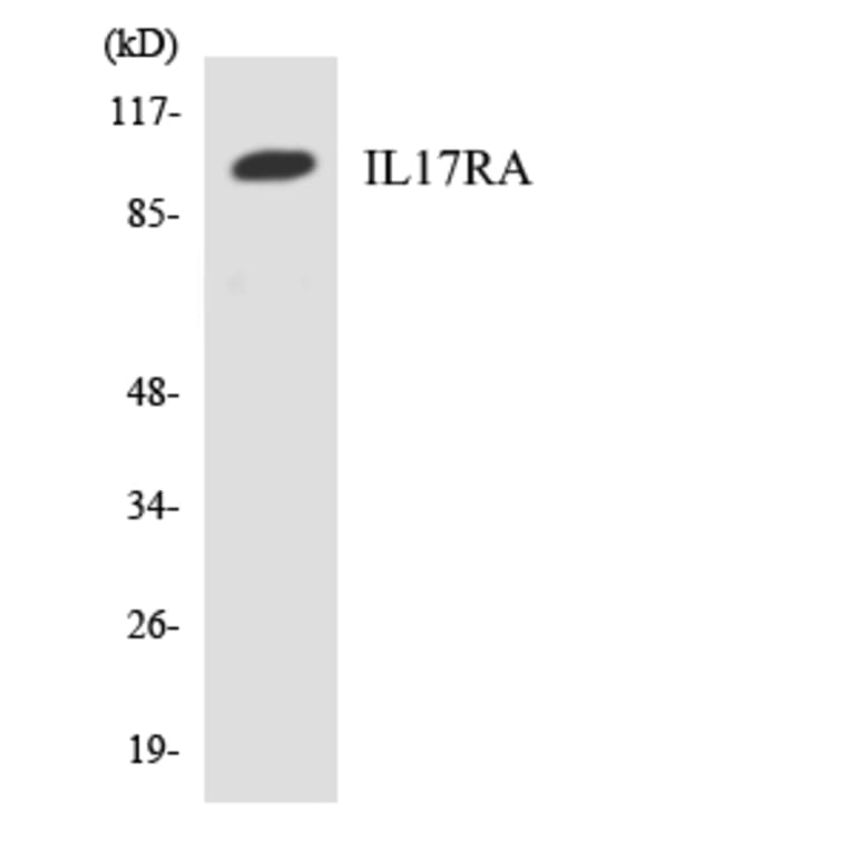 Western Blot - Anti-IL17RA Antibody (R12-2919) - Antibodies.com