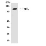 Western Blot - Anti-IL17RA Antibody (R12-2919) - Antibodies.com