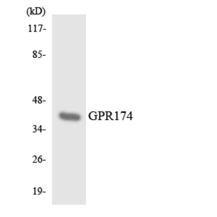 Western Blot - Anti-GPR174 Antibody (R12-2840) - Antibodies.com