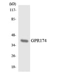 Western Blot - Anti-GPR174 Antibody (R12-2840) - Antibodies.com