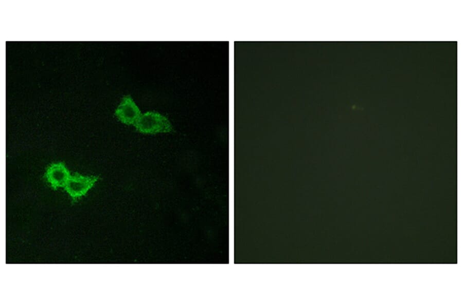 Immunofluorescence - Anti-GPR150 Antibody (G301) - Antibodies.com