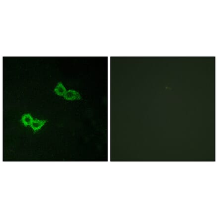 Immunofluorescence - Anti-GPR150 Antibody (G301) - Antibodies.com