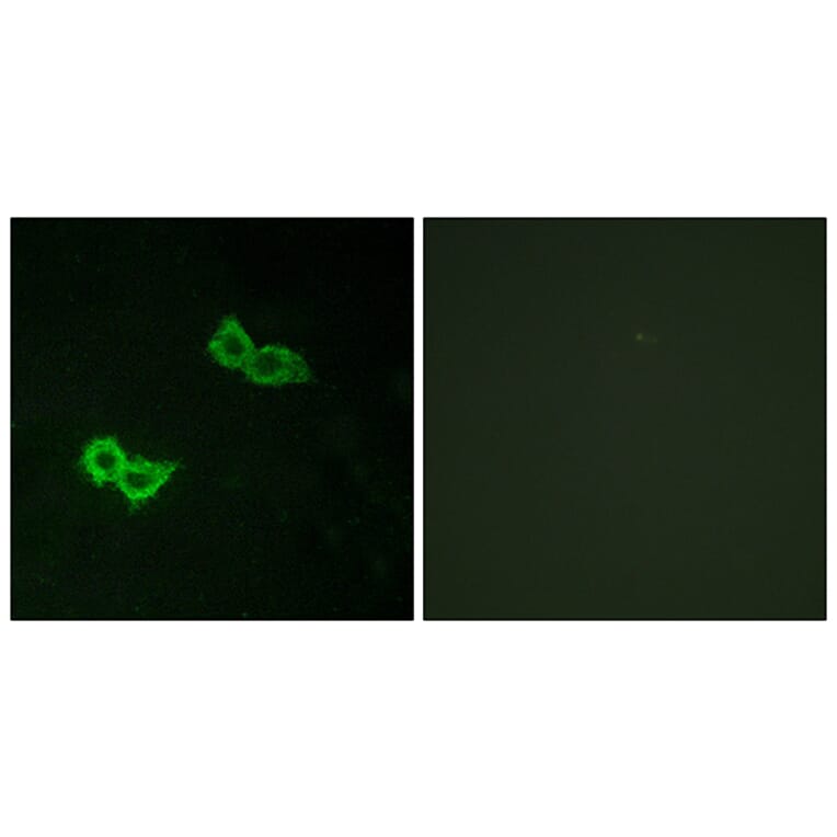 Immunofluorescence - Anti-GPR150 Antibody (G301) - Antibodies.com