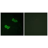 Immunofluorescence - Anti-GPR150 Antibody (G301) - Antibodies.com