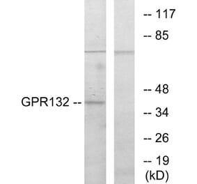 Western Blot - Anti-GPR132 Antibody (G130) - Antibodies.com