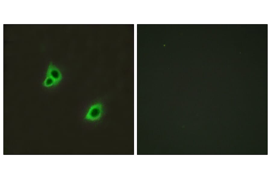 Immunofluorescence - Anti-GPR126 Antibody (G128) - Antibodies.com