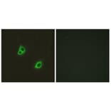 Immunofluorescence - Anti-GPR126 Antibody (G128) - Antibodies.com