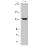 Western Blot - Anti-GPR126 Antibody (G128) - Antibodies.com