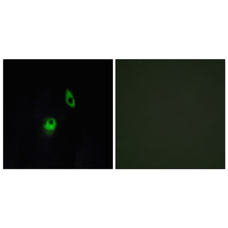 Immunofluorescence - Anti-GPR124 Antibody (G288) - Antibodies.com