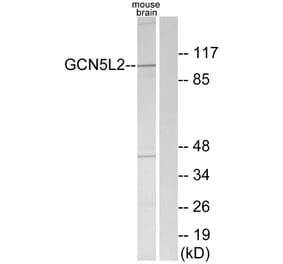 Western Blot - Anti-GCN5L2 Antibody (C11438) - Antibodies.com