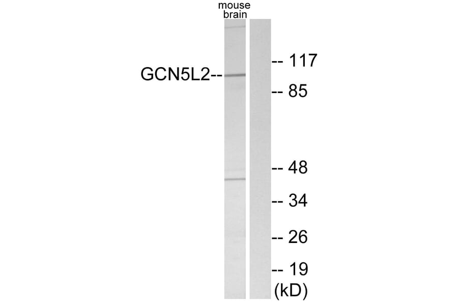Western Blot - Anti-GCN5L2 Antibody (C11438) - Antibodies.com