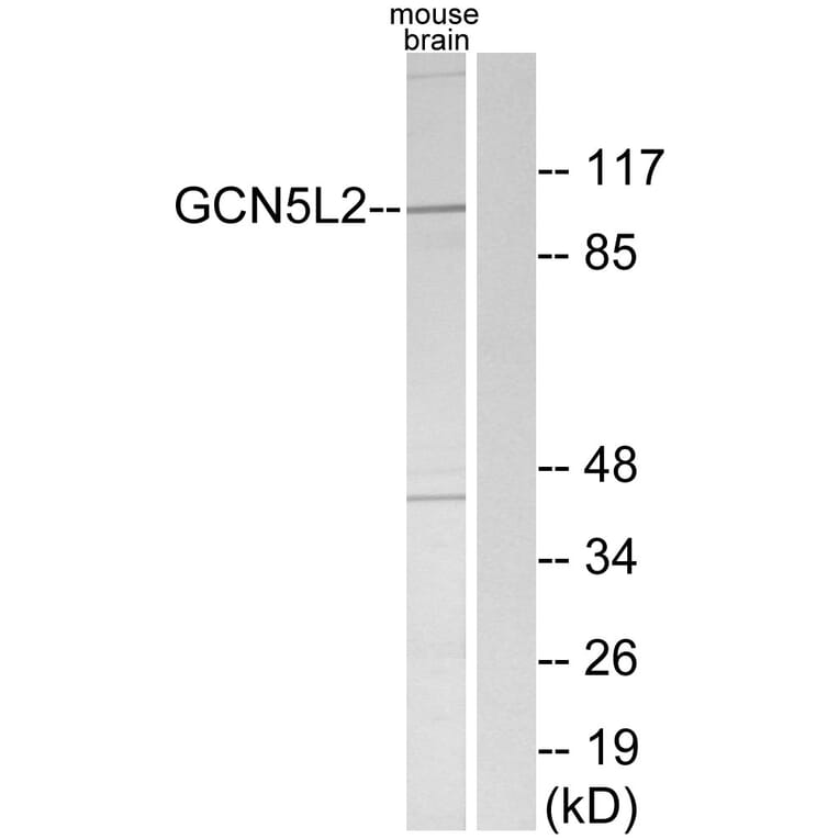 Western Blot - Anti-GCN5L2 Antibody (C11438) - Antibodies.com